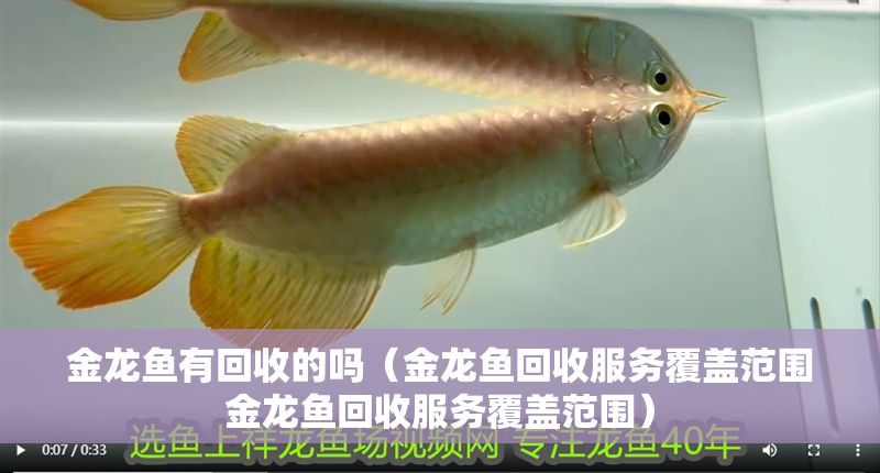 金龍魚有回收的嗎（金龍魚回收服務覆蓋范圍金龍魚回收服務覆蓋范圍） 金龍魚有回收的嗎（金龍魚回收服務覆蓋范圍金龍魚回收服務覆蓋范圍） 龍魚百科 第2張