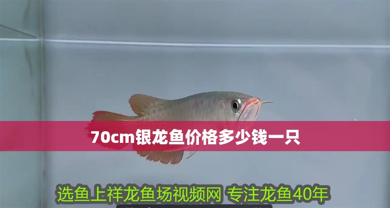 70cm銀龍魚價格多少錢一只 70cm銀龍魚價格多少錢一只 龍魚百科 第1張