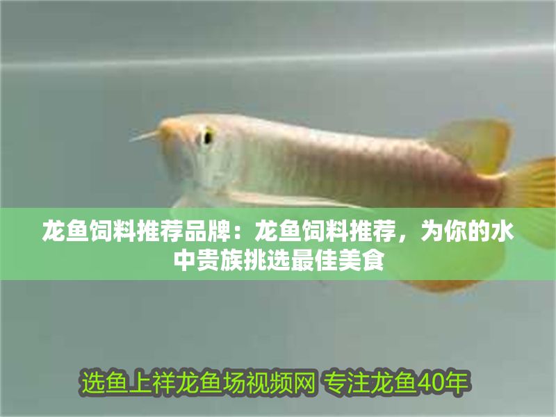 龍魚飼料推薦品牌：龍魚飼料推薦，為你的水中貴族挑選最佳美食