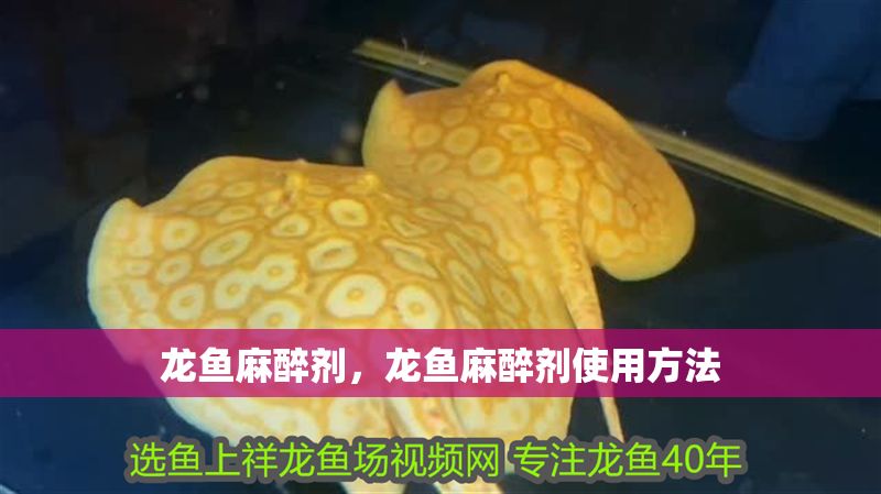 龍魚麻醉劑，龍魚麻醉劑使用方法 龍魚麻醉劑，龍魚麻醉劑使用方法 龍魚百科 第2張