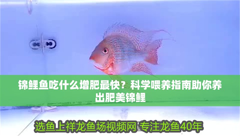 錦鯉魚(yú)吃什么增肥最快？科學(xué)喂養(yǎng)指南助你養(yǎng)出肥美錦鯉 錦鯉魚(yú)吃什么增肥最快？科學(xué)喂養(yǎng)指南助你養(yǎng)出肥美錦鯉 龍魚(yú)百科 第1張