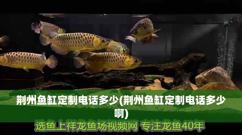 荊州魚缸定制電話多少(荊州魚缸定制電話多少啊)