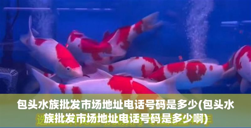 包頭水族批發市場地址電話號碼是多少(包頭水族批發市場地址電話號碼是多少啊)