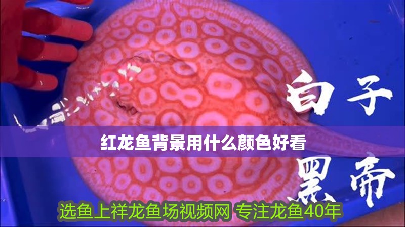紅龍魚背景用什么顏色好看