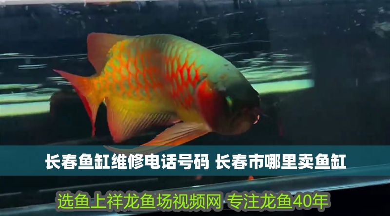 長春魚缸維修電話號碼 長春市哪里賣魚缸