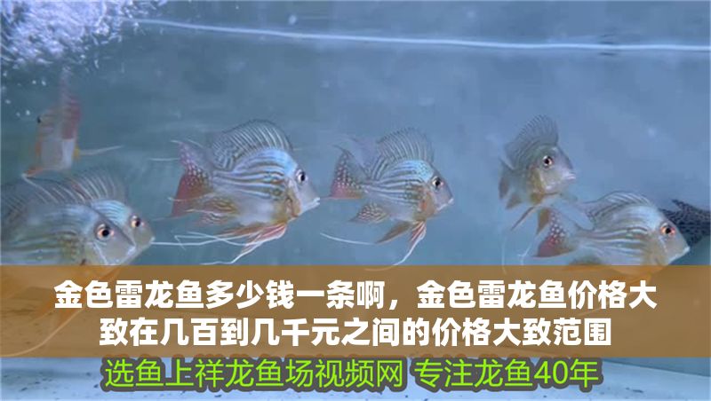 金色雷龍魚多少錢一條啊，金色雷龍魚價格大致在幾百到幾千元之間的價格大致范圍 金色雷龍魚多少錢一條啊，金色雷龍魚價格大致在幾百到幾千元之間的價格大致范圍 龍魚百科 第2張
