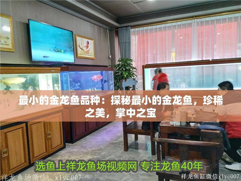 最小的金龍魚品種：探秘最小的金龍魚，珍稀之美，掌中之寶
