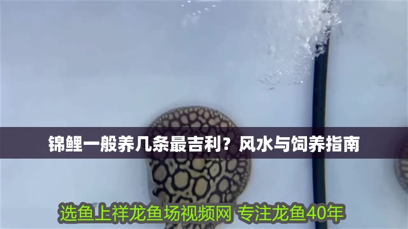 錦鯉一般養(yǎng)幾條最吉利？風水與飼養(yǎng)指南