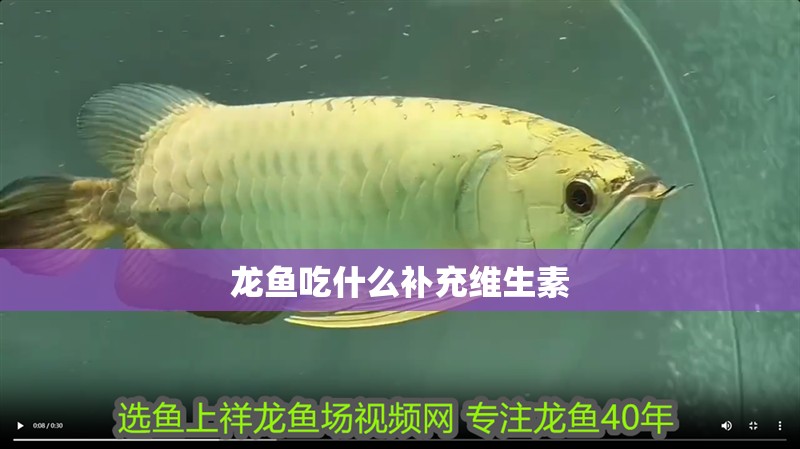 龍魚吃什么補充維生素