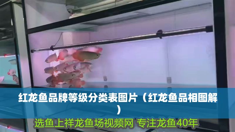 紅龍魚品牌等級分類表圖片（紅龍魚品相圖解）