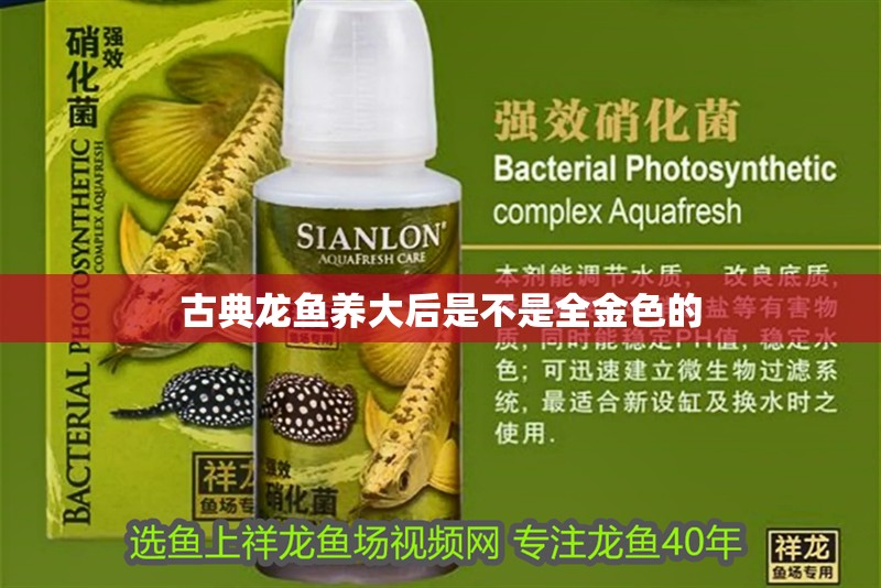 古典龍魚養(yǎng)大后是不是全金色的