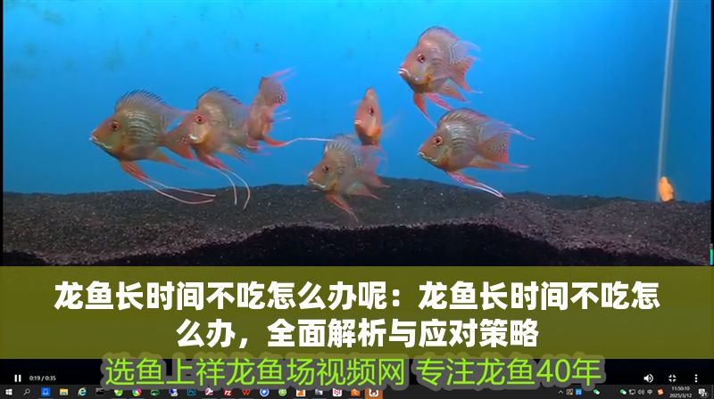 龍魚長時(shí)間不吃怎么辦呢：龍魚長時(shí)間不吃怎么辦，全面解析與應(yīng)對(duì)策略