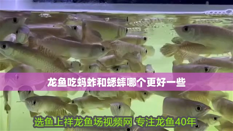 龍魚吃螞蚱和蟋蟀哪個更好一些 龍魚百科 第1張 龍魚吃螞蚱和蟋蟀哪個更好一些 龍魚吃螞蚱和蟋蟀哪個更好一些 龍魚百科 第1張