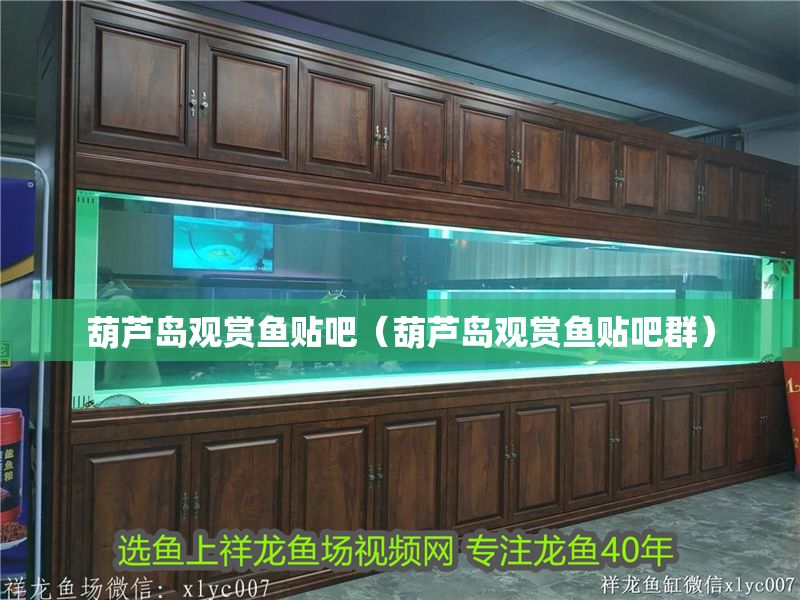 葫蘆島觀賞魚貼吧（葫蘆島觀賞魚貼吧群）