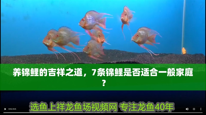 養錦鯉的吉祥之道，7條錦鯉是否適合一般家庭？