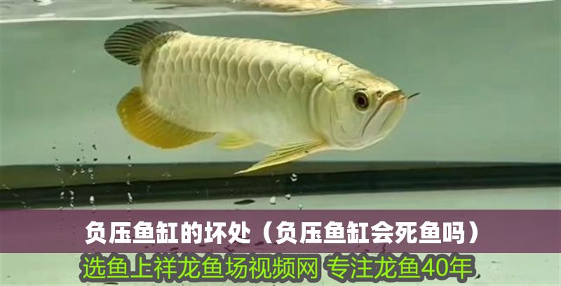 負壓魚缸的壞處（負壓魚缸會死魚嗎）