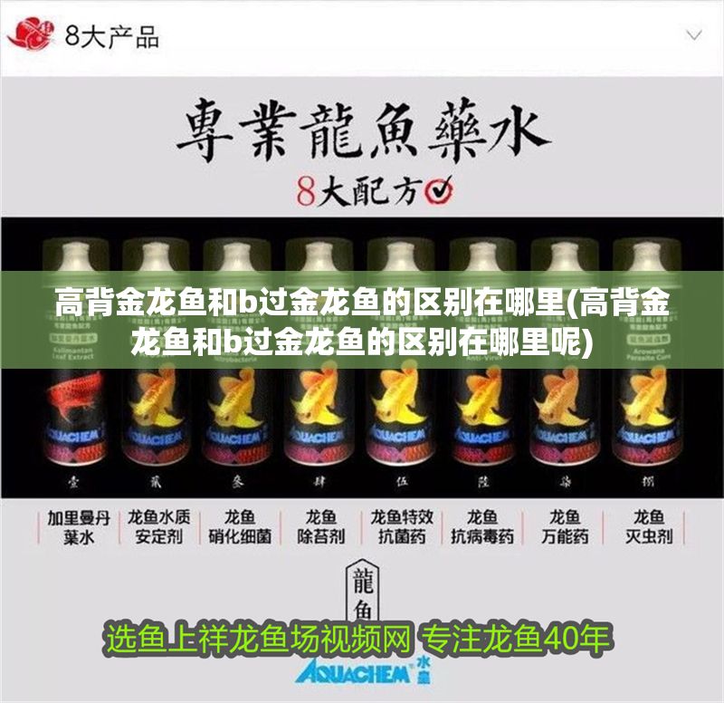高背金龍魚和b過金龍魚的區(qū)別在哪里(高背金龍魚和b過金龍魚的區(qū)別在哪里呢)