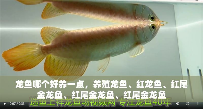 龍魚哪個好養一點，養殖龍魚、紅龍魚、紅尾金龍魚、紅尾金龍魚、紅尾金龍魚