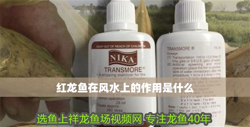 紅龍魚在風水上的作用是什么