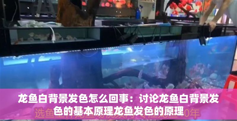 龍魚白背景發色怎么回事：討論龍魚白背景發色的基本原理龍魚發色的原理
