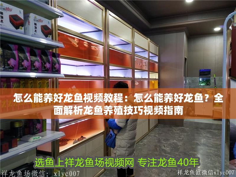 怎么能養好龍魚視頻教程：怎么能養好龍魚？全面解析龍魚養殖技巧視頻指南