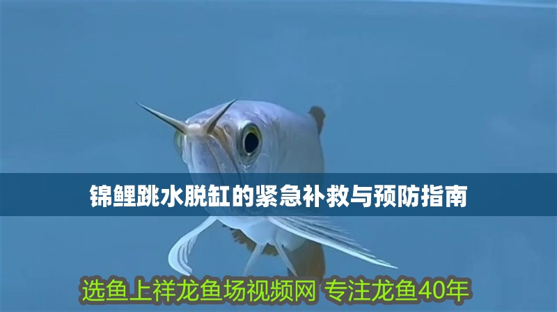 錦鯉跳水脫缸的緊急補救與預防指南 錦鯉跳水脫缸的緊急補救與預防指南 龍魚百科 第1張