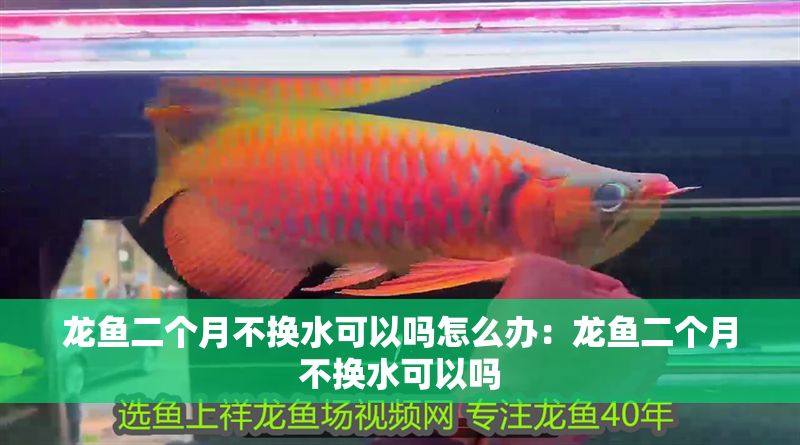 龍魚二個月不換水可以嗎怎么辦：龍魚二個月不換水可以嗎