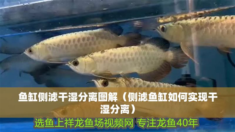 魚缸側濾干濕分離圖解（側濾魚缸如何實現干濕分離）