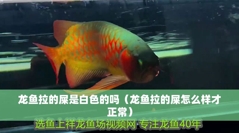 龍魚拉的屎是白色的嗎（龍魚拉的屎怎么樣才正常） 龍魚拉的屎是白色的嗎（龍魚拉的屎怎么樣才正常） 龍魚百科 第1張