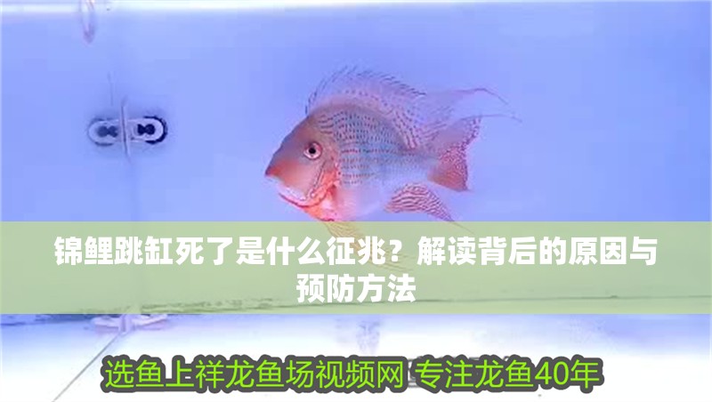 錦鯉跳缸死了是什么征兆？解讀背后的原因與預防方法 錦鯉跳缸死了是什么征兆？解讀背后的原因與預防方法 龍魚百科 第1張