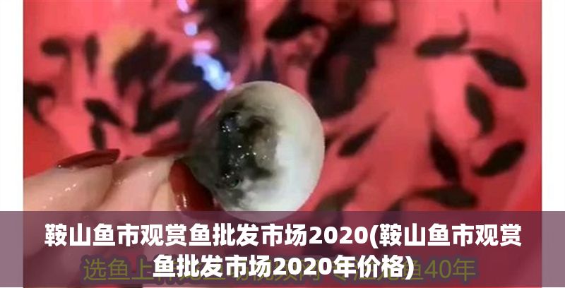 鞍山魚市觀賞魚批發市場2020(鞍山魚市觀賞魚批發市場2020年價格)