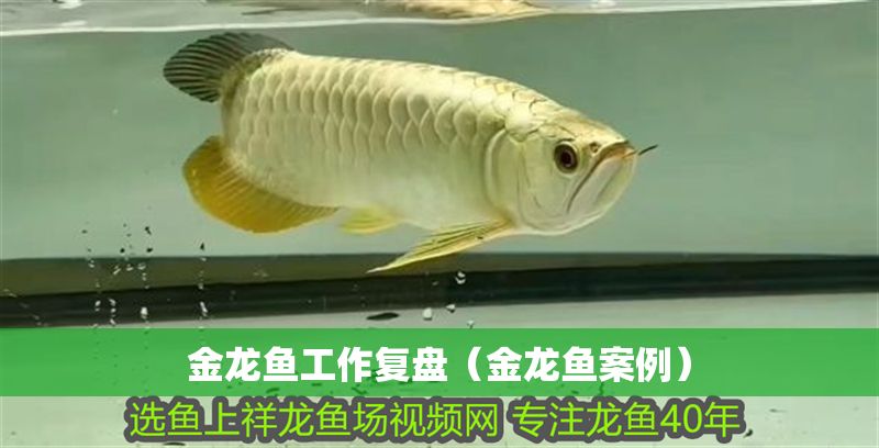 金龍魚工作復盤（金龍魚案例）