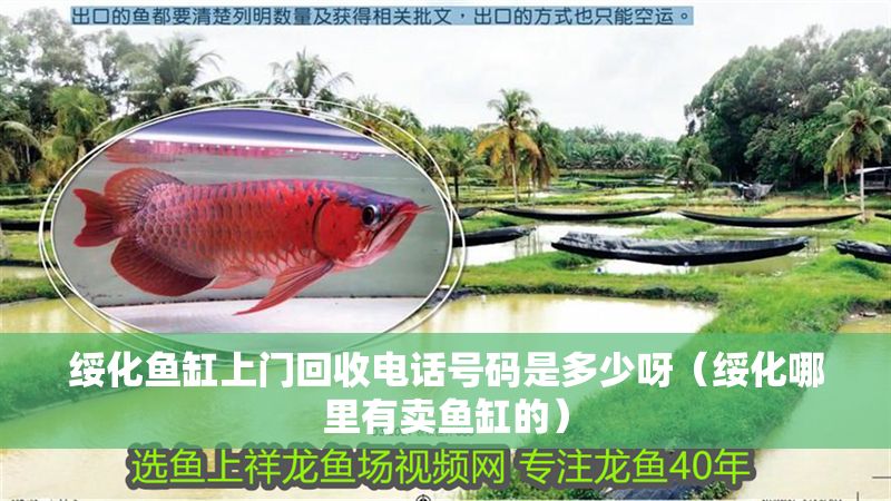 綏化魚缸上門回收電話號碼是多少呀（綏化哪里有賣魚缸的）