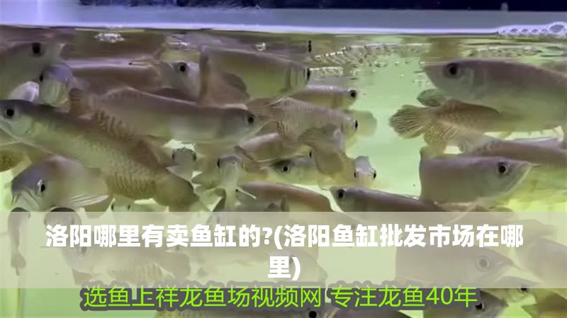 洛陽哪里有賣魚缸的?(洛陽魚缸批發(fā)市場(chǎng)在哪里)