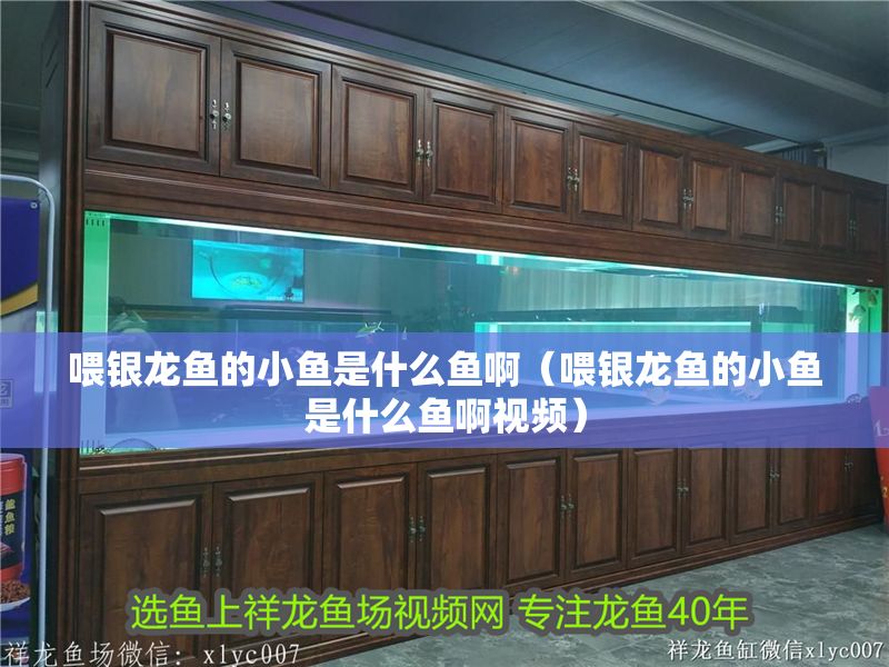 喂銀龍魚的小魚是什么魚啊（喂銀龍魚的小魚是什么魚啊視頻）