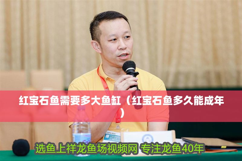 紅寶石魚需要多大魚缸（紅寶石魚多久能成年）