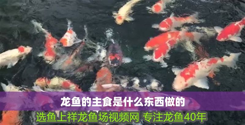 龍魚的主食是什么東西做的