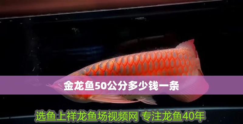 金龍魚50公分多少錢一條