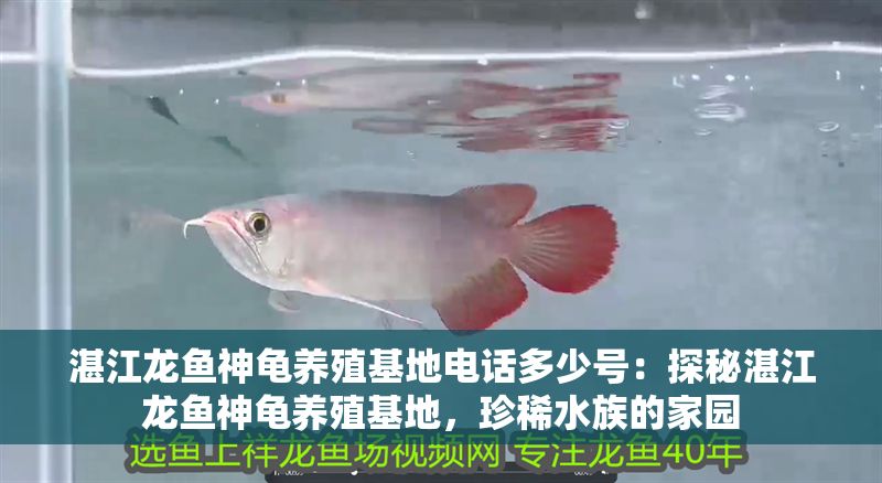 湛江龍魚神龜養殖基地電話多少號：探秘湛江龍魚神龜養殖基地，珍稀水族的家園
