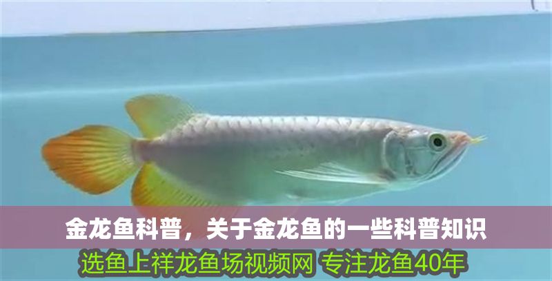 金龍魚科普，關于金龍魚的一些科普知識