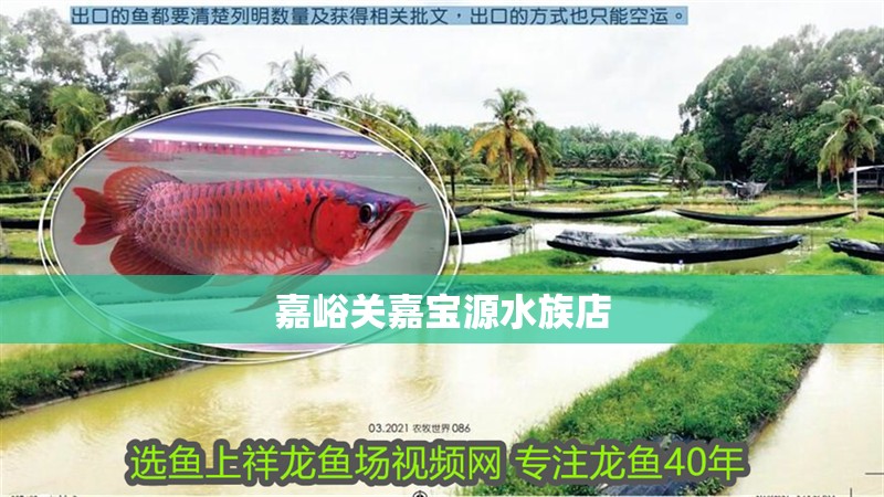 嘉峪關嘉寶源水族店 嘉峪關嘉寶源水族店 全國水族館企業名錄 第1張