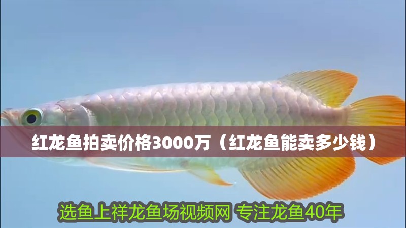 紅龍魚拍賣價格3000萬（紅龍魚能賣多少錢）