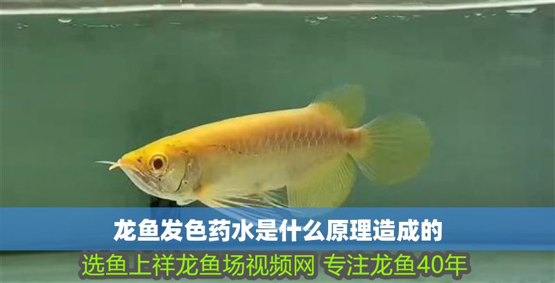 龍魚發色藥水是什么原理造成的