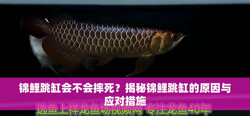 錦鯉跳缸會不會摔死?揭秘錦鯉跳缸的原因與應對措施 龍魚百科 第1張 錦鯉跳缸會不會摔死?揭秘錦鯉跳缸的原因與應對措施 錦鯉跳缸會不會摔死?揭秘錦鯉跳缸的原因與應對措施 龍魚百科 第1張