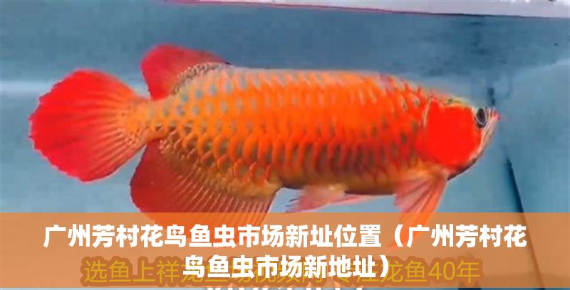 廣州芳村花鳥魚蟲市場新址位置（廣州芳村花鳥魚蟲市場新地址）