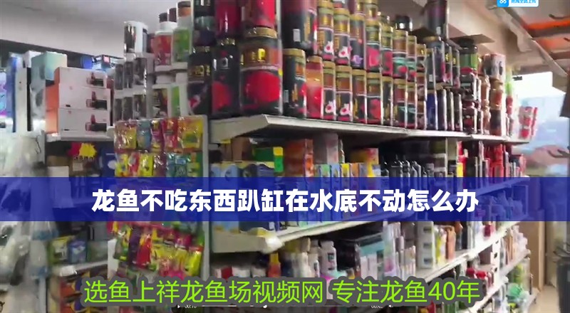 龍魚不吃東西趴缸在水底不動怎么辦 龍魚百科 第1張 龍魚不吃東西趴缸在水底不動怎么辦 龍魚不吃東西趴缸在水底不動怎么辦 龍魚百科 第1張
