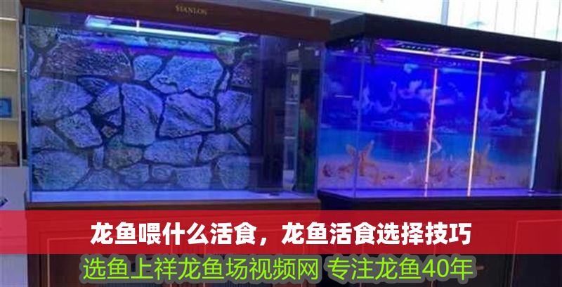 龍魚喂什么活食，龍魚活食選擇技巧
