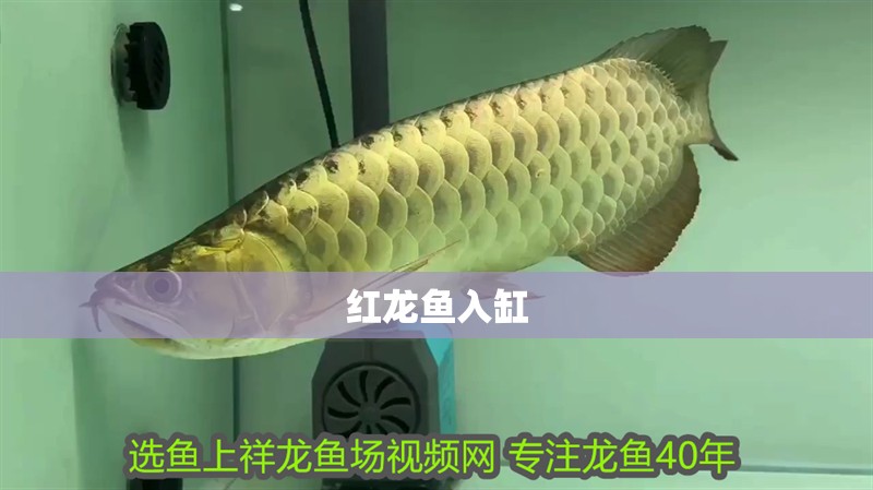 紅龍魚入缸