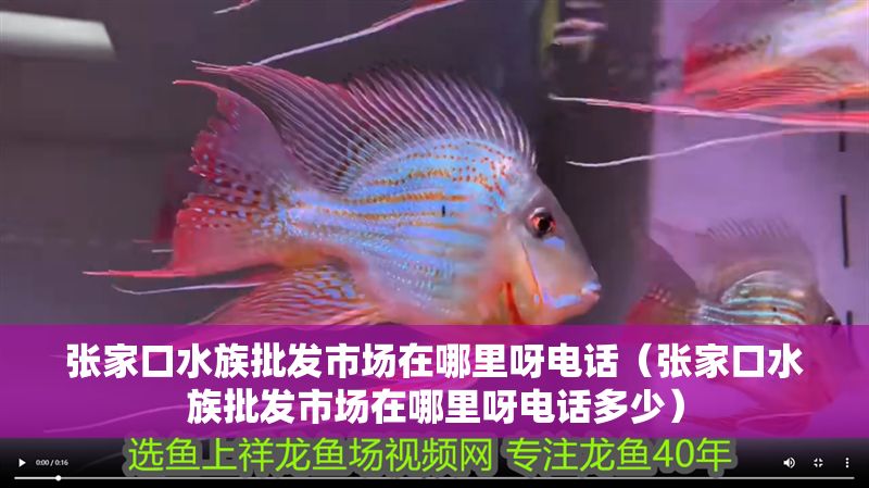 張家口水族批發(fā)市場(chǎng)在哪里呀電話（張家口水族批發(fā)市場(chǎng)在哪里呀電話多少）