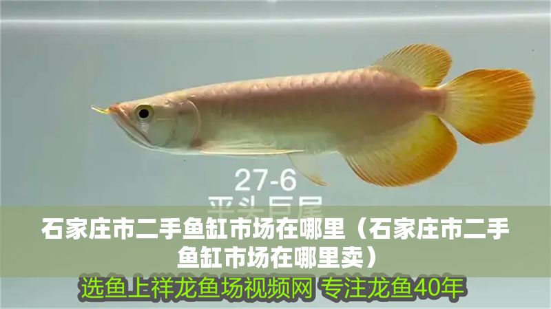 石家莊市二手魚缸市場在哪里（石家莊市二手魚缸市場在哪里賣） 石家莊市二手魚缸市場在哪里（石家莊市二手魚缸市場在哪里賣） 龍魚百科 第1張